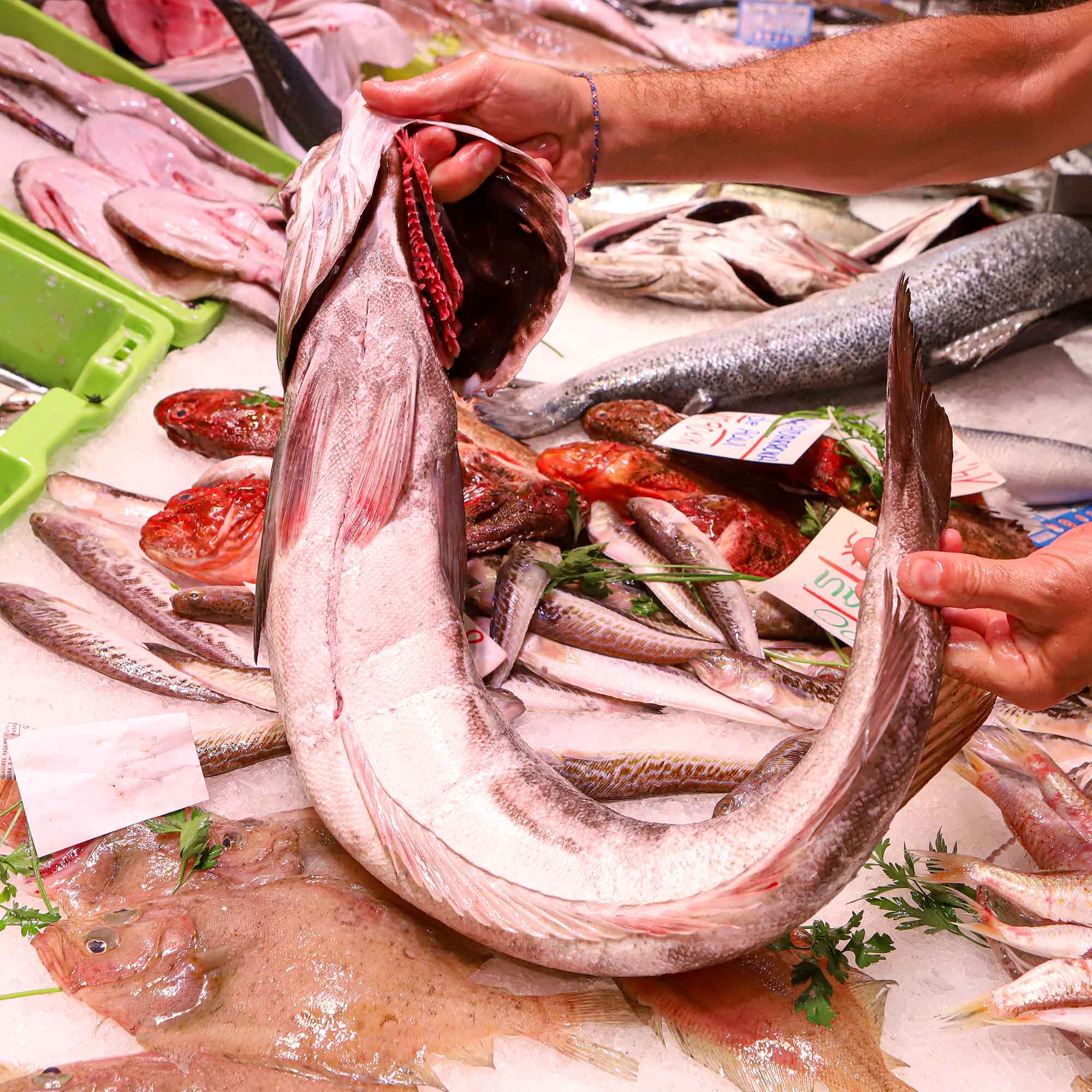 Merluza - Nuestros pescados, Pescadería Espe Merluza - Nuestros pescados, Pescadería Espe